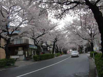 20110417_Sakura
